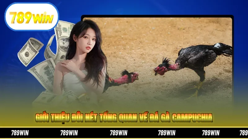 Giới thiệu đôi nét tổng quan về đá gà Campuchia